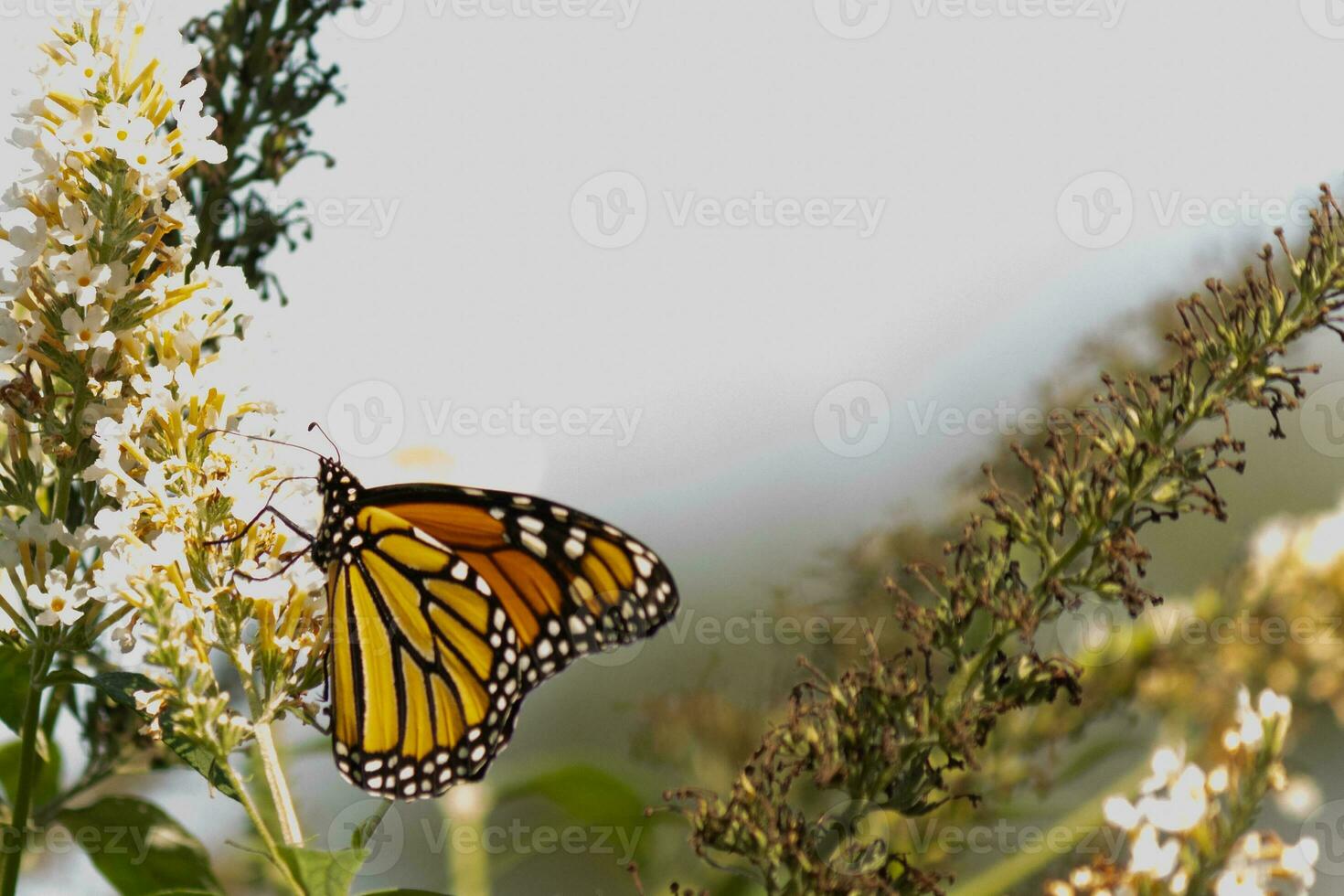 detta skön monark fjäril är besöker detta vild blomma till samla nektar. hans liten ben klängande till de kronblad och portion till pollinera. hans Söt orange, svart, och vit vingar vänd ut. foto