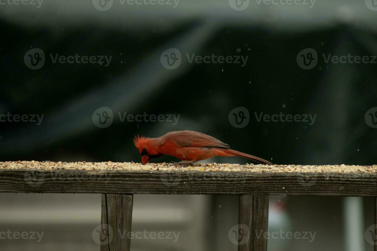 detta skön manlig kardinal kom ut till de räcke av de däck för några fågelfrö. de Söt fågel id en ljus röd Färg och nästan påminner du av jul. de liten svart mask står ut. foto