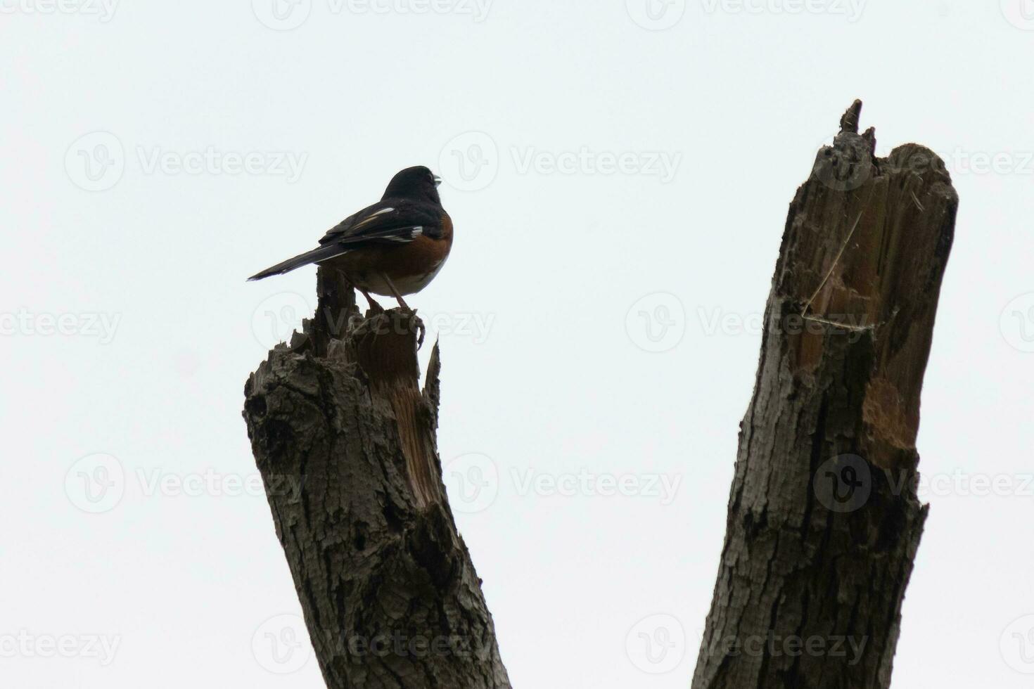 detta baltimore gylling är uppflugen på detta trä- posta i de fält. hans skön svart, orange, och vit kropp stående ut mot de vit bakgrund. detta är en flyttande fågel. foto