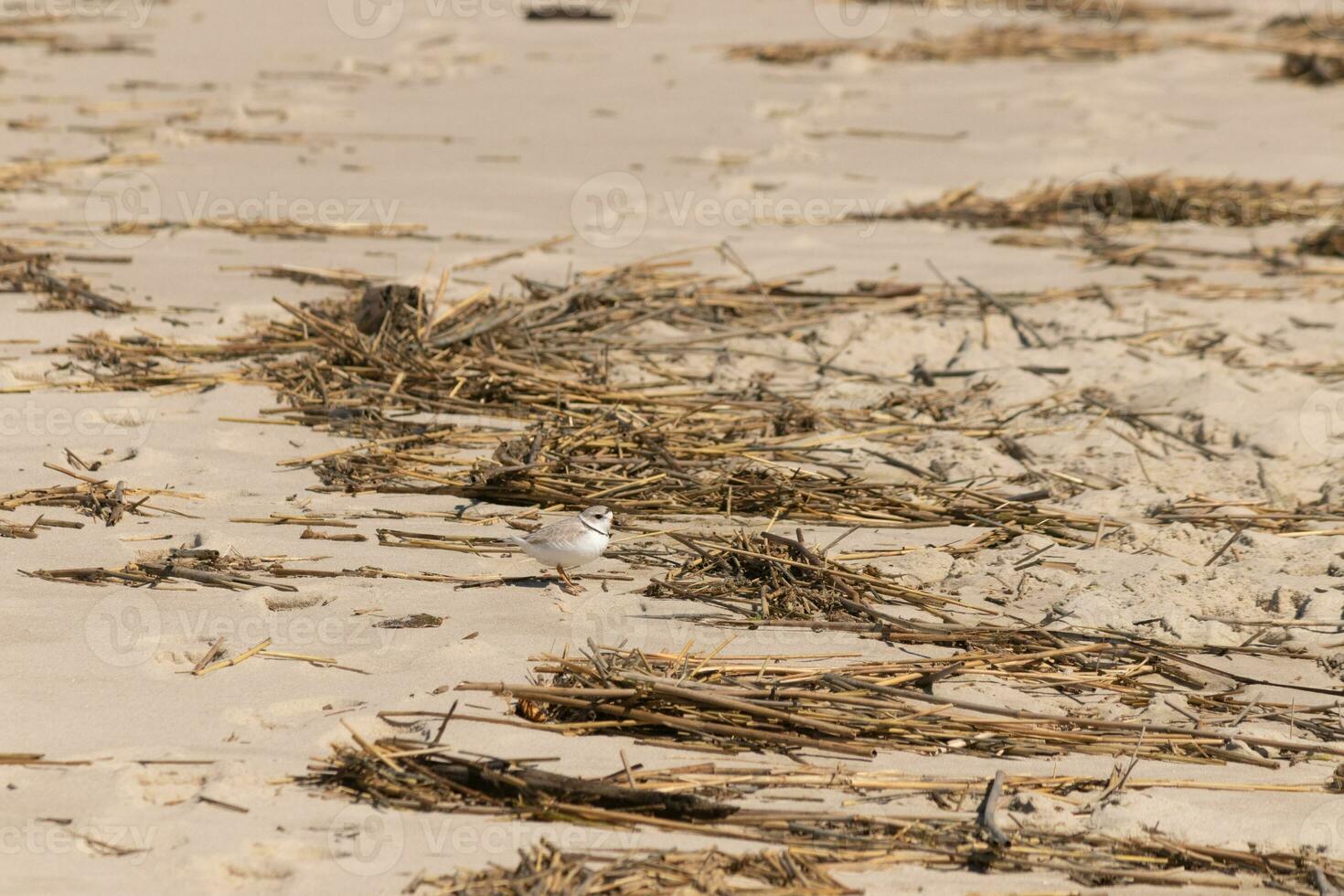 detta söt liten rör pipare var sett här på de strand när jag tog detta bild. detta strandfågel är så mycket liten och sökningar de sand för mat tvättades upp förbi de surfa. jag kärlek de ringa runt om hans nacke. foto