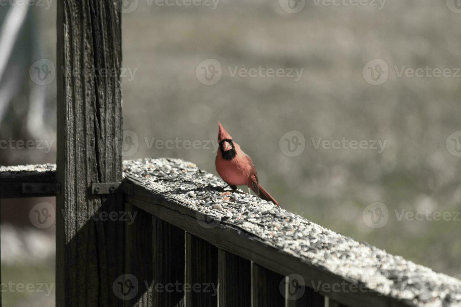 detta skön röd kardinal kom ut till de brun trä- räcke av de däck för mat. hans skön mohawk stående hetero upp med hans svart mask. detta liten avian är omgiven förbi fågelfrö. foto