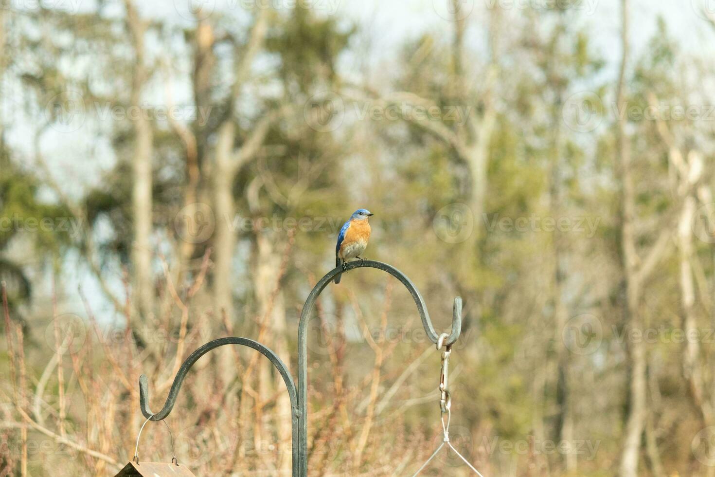 detta Söt blåsångare kom ut till de herdar krok till resten. de liten avian sat på de metall Pol för en bit. hans rostig orange mage med en vit lappa står ut från hans blå huvud och mörk ögon. foto