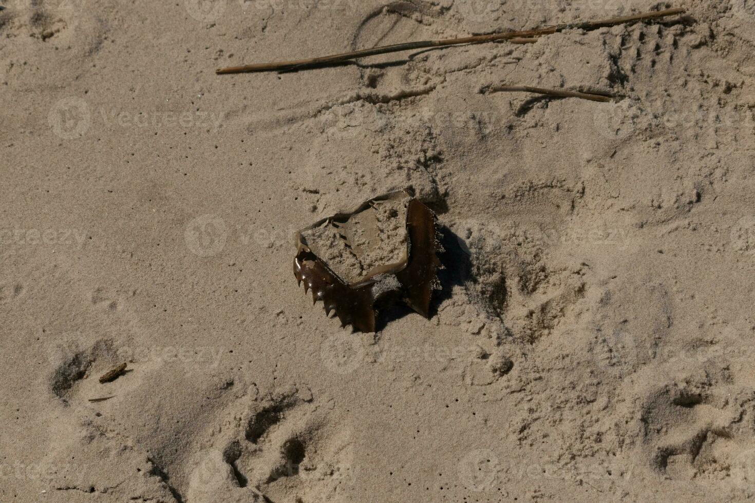 detta brun hästsko krabba skal lägga vänt över på de strand. tog med i förbi de tidvatten av de hav och plockade isär förbi de asätare. detta ojämn del av de kräftdjur lägga i de sand. foto