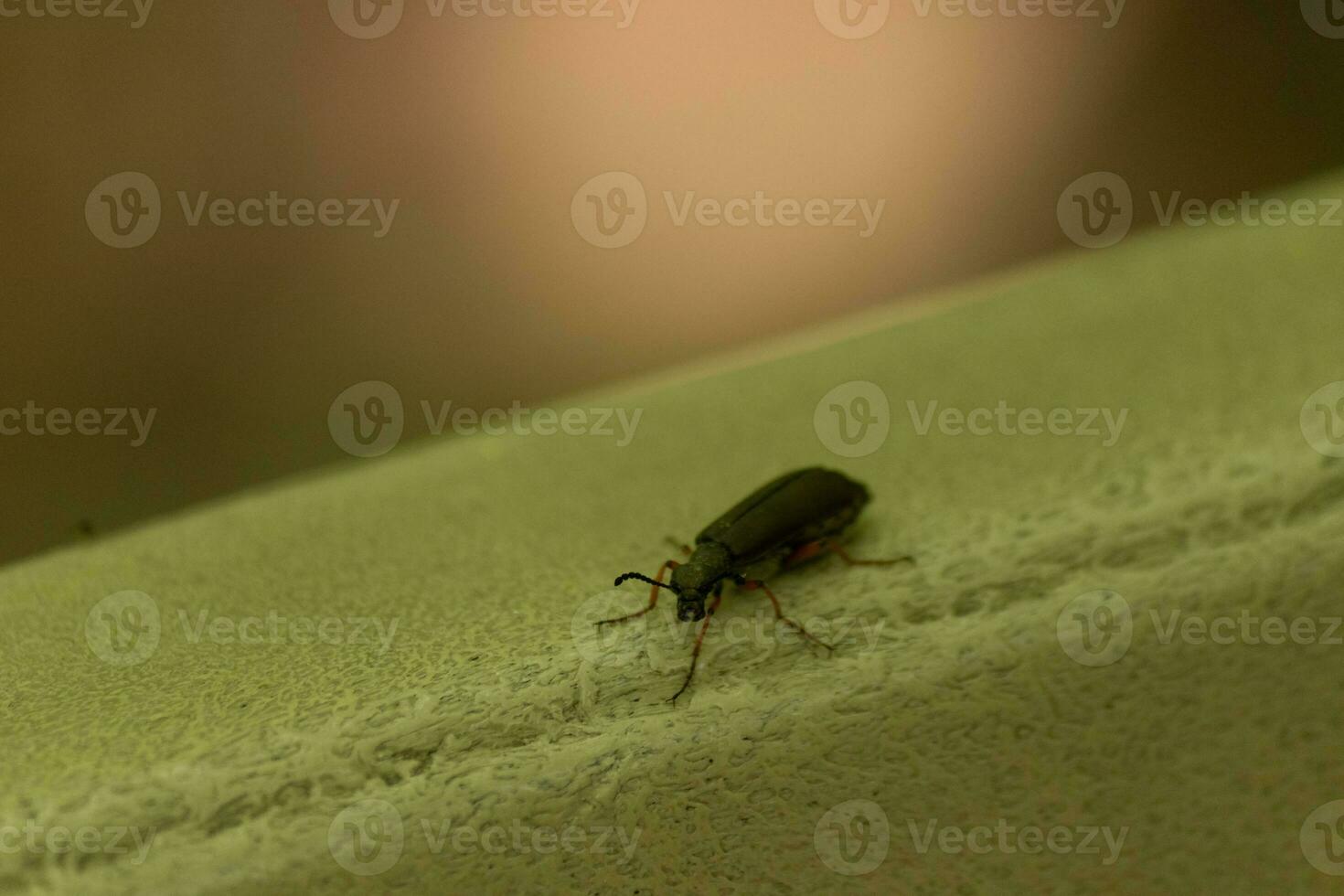 detta söt liten blåsa skalbagge insekt sat här på de grön blad när jag tog detta bild. de liten svart tång vänd mig med de stor svart ögon. de liten hårstrån på de ben fastnar ut. foto