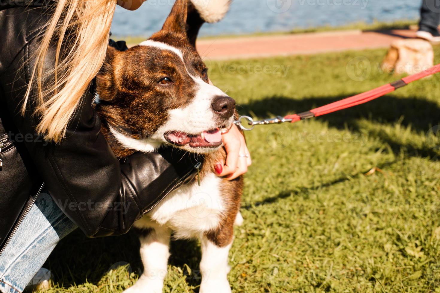 en ung flicka kramar en brun corgi på en ljus sommardag foto