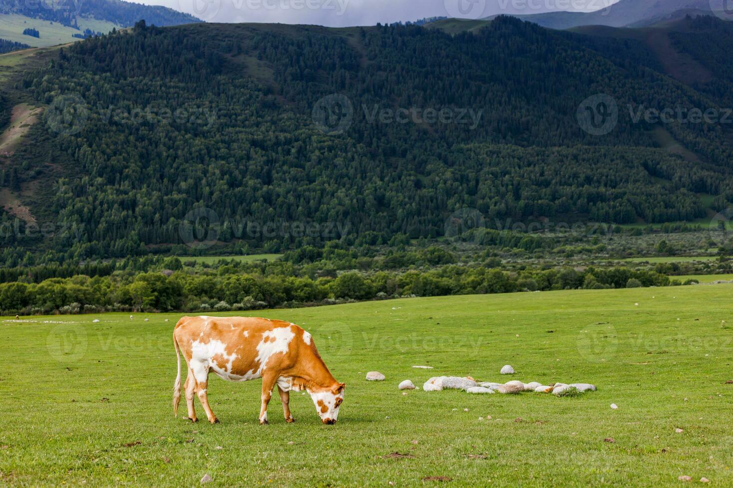 orange mjölk ko med vit fläckar betning på äng i bergen i främre av skog på backe foto