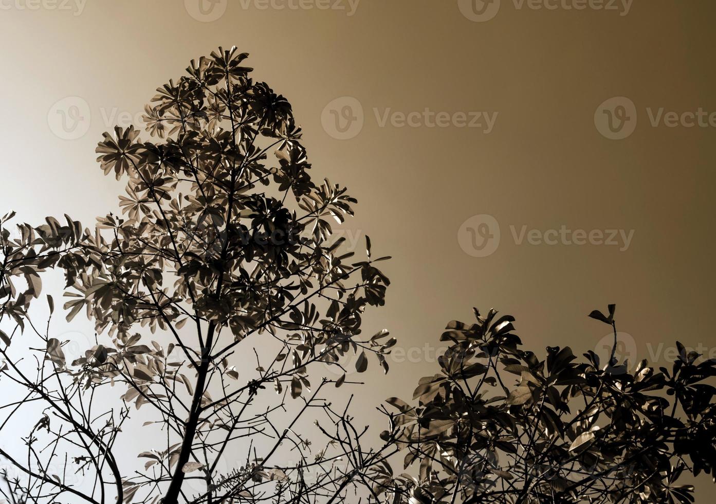 blad av kanonkulsträd på den ljusa himmelsbakgrunden foto