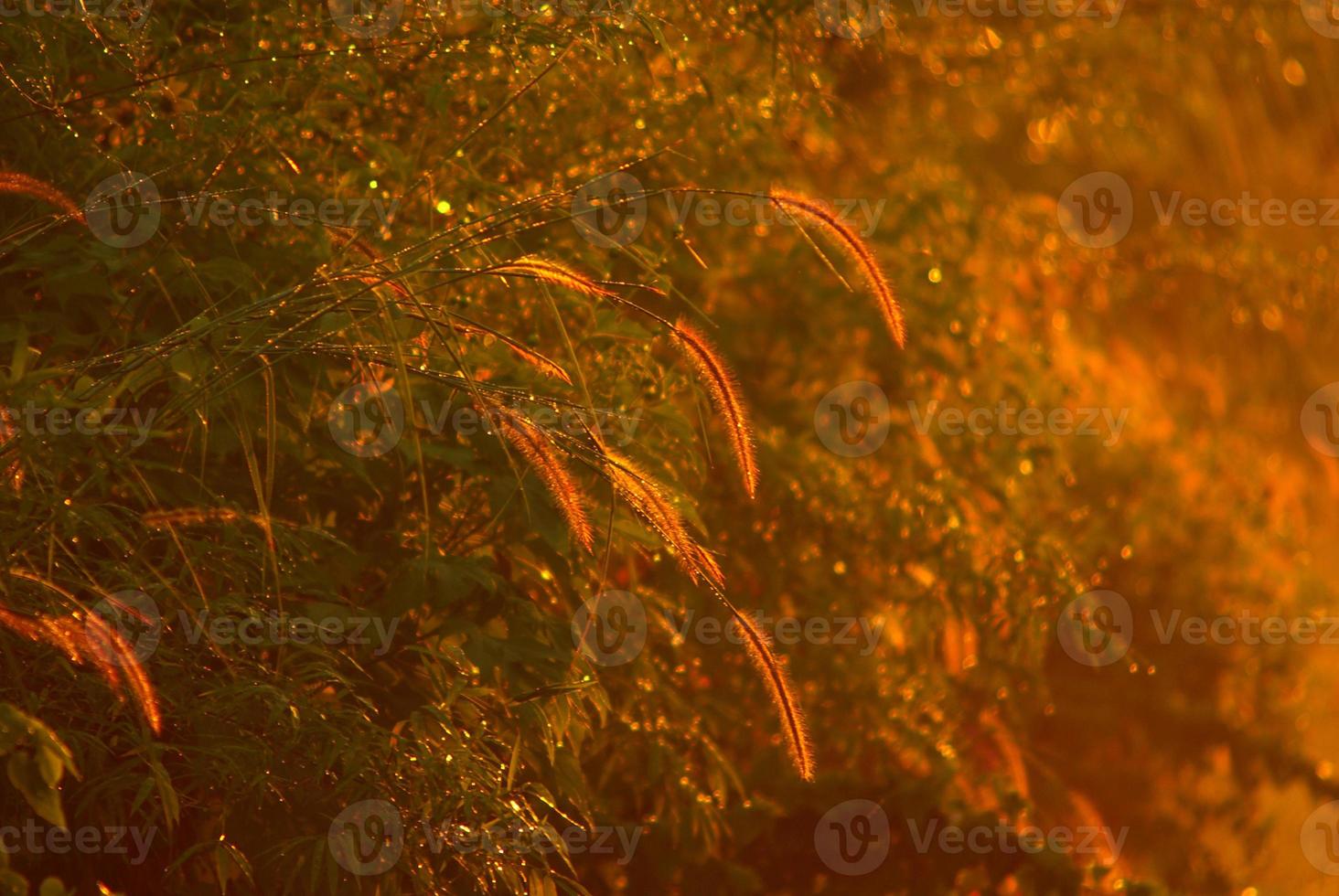 gräsblomma och gnistrande ljus från daggen från morgonljuset foto