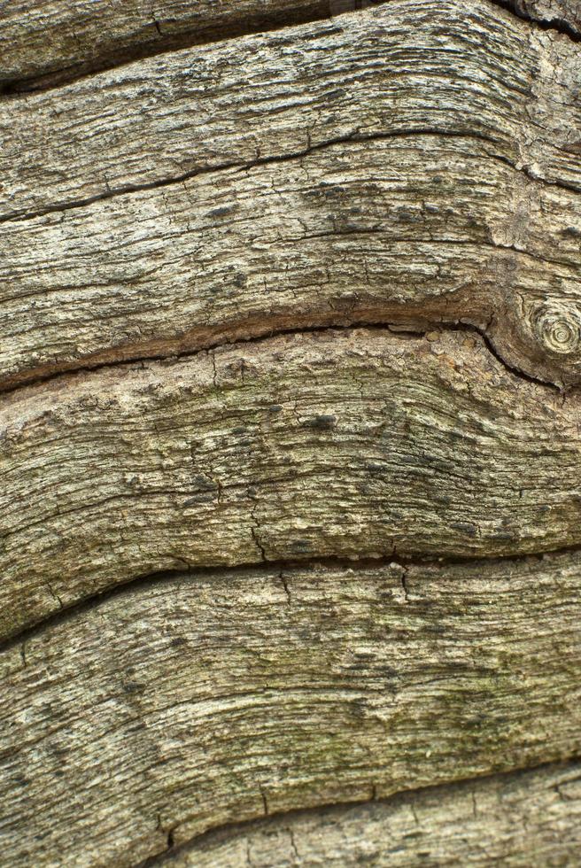 textur av trä foto