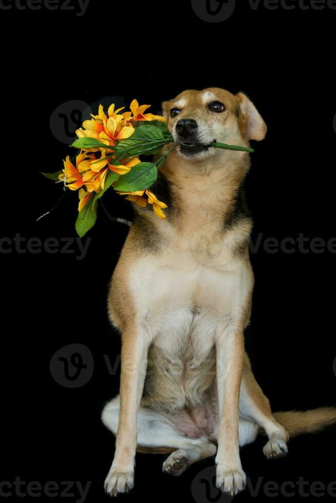 hund med en bukett av blommor i hans mun foto