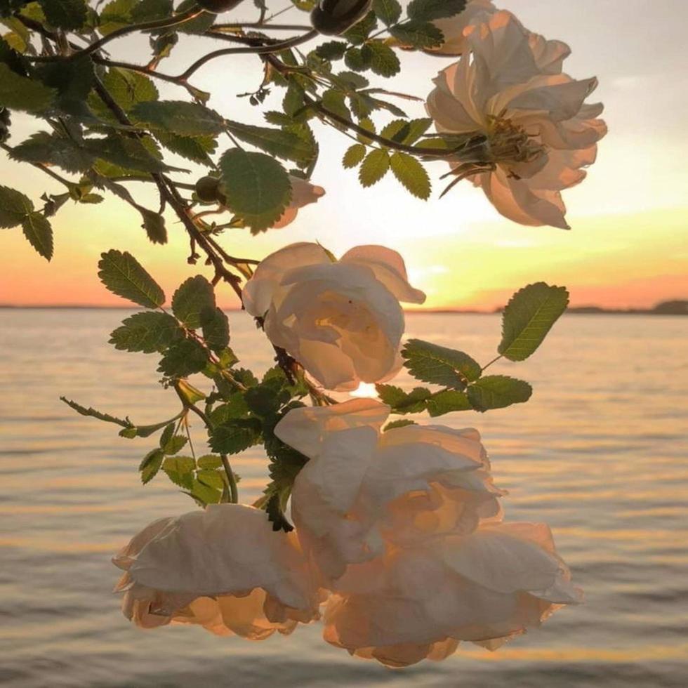 blommor vid solnedgången foto