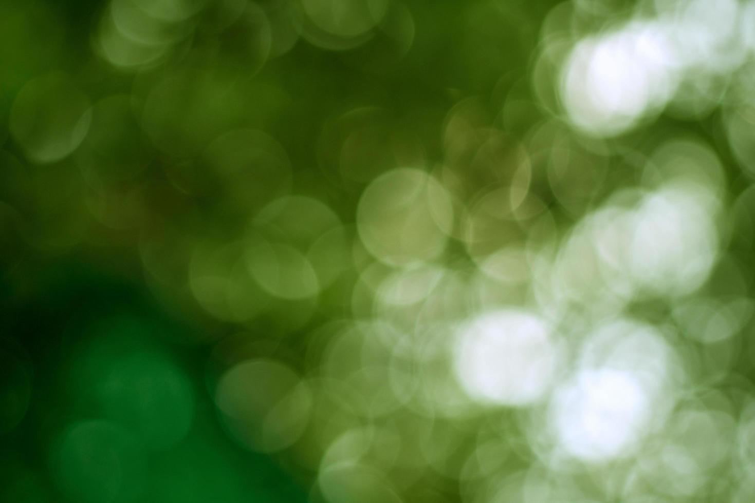 abstrakt suddighet med bokhe av ljus genom de gröna träden foto