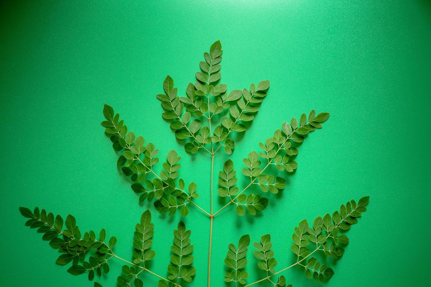färska moringa gröna blad på grön balckground foto