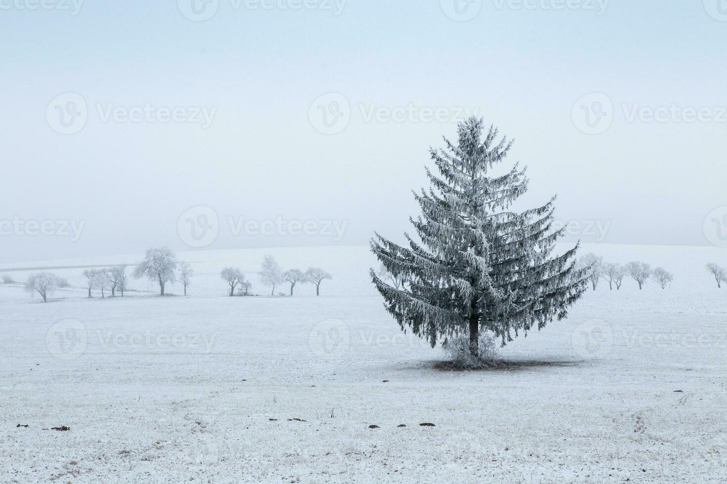 vinter- landskap - frostig vinter- gran träd på vinter- fält foto