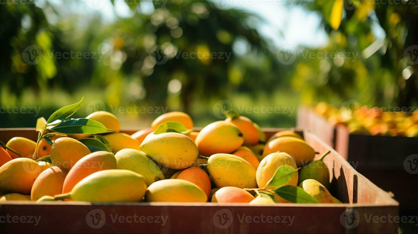 nyligen plockade mango frukt från trädgård placerad i de lådor. generativ ai foto