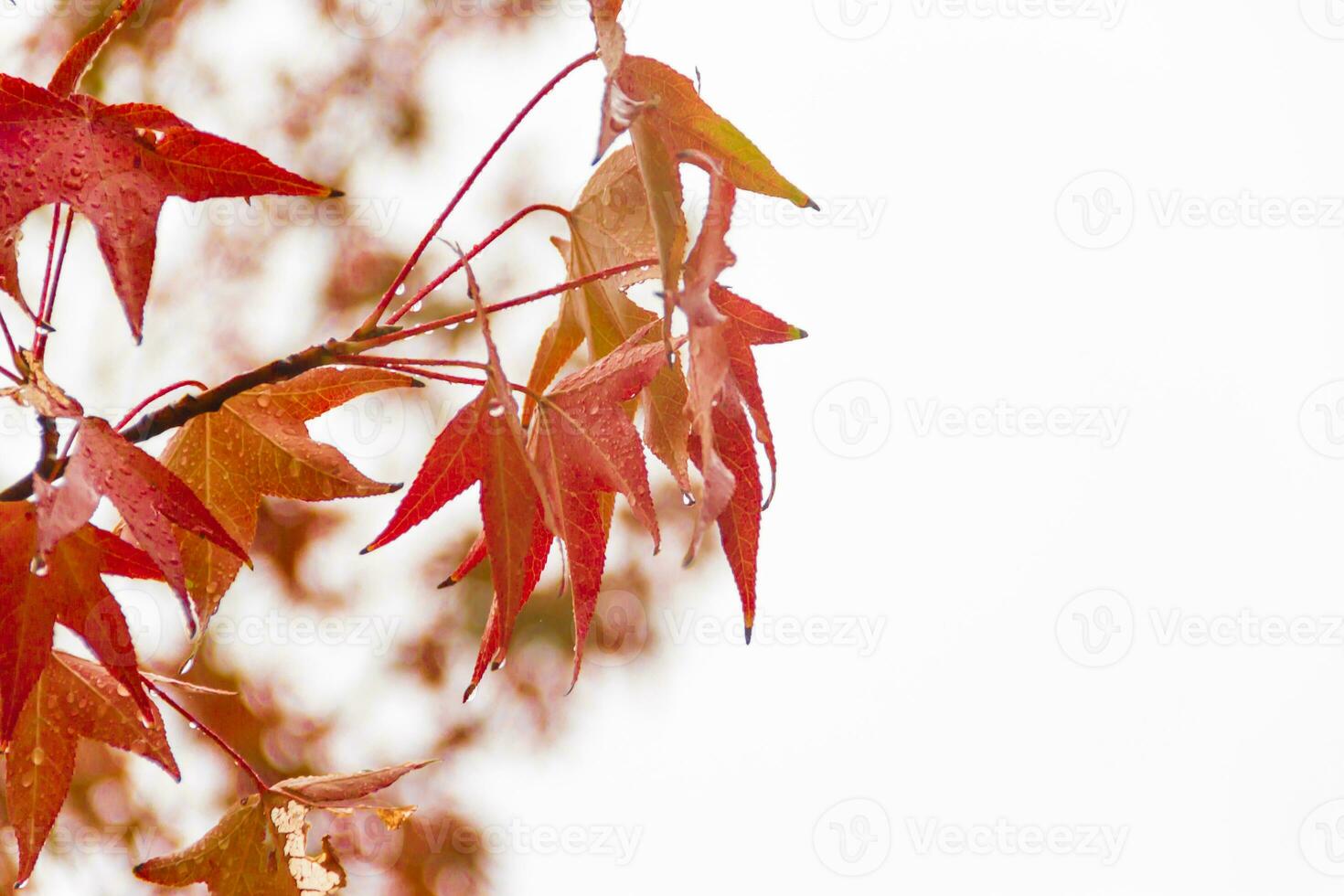 röd och orange löv av de liquidambar under de höst regn foto