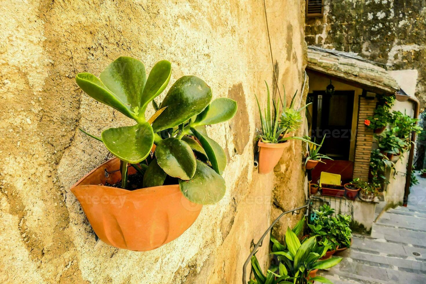 en vägg med växter på den och en små växt pott foto