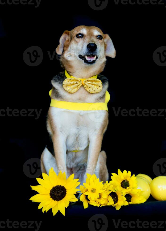 hund klädd i rosett och gul bröstskiva och solrosor foto