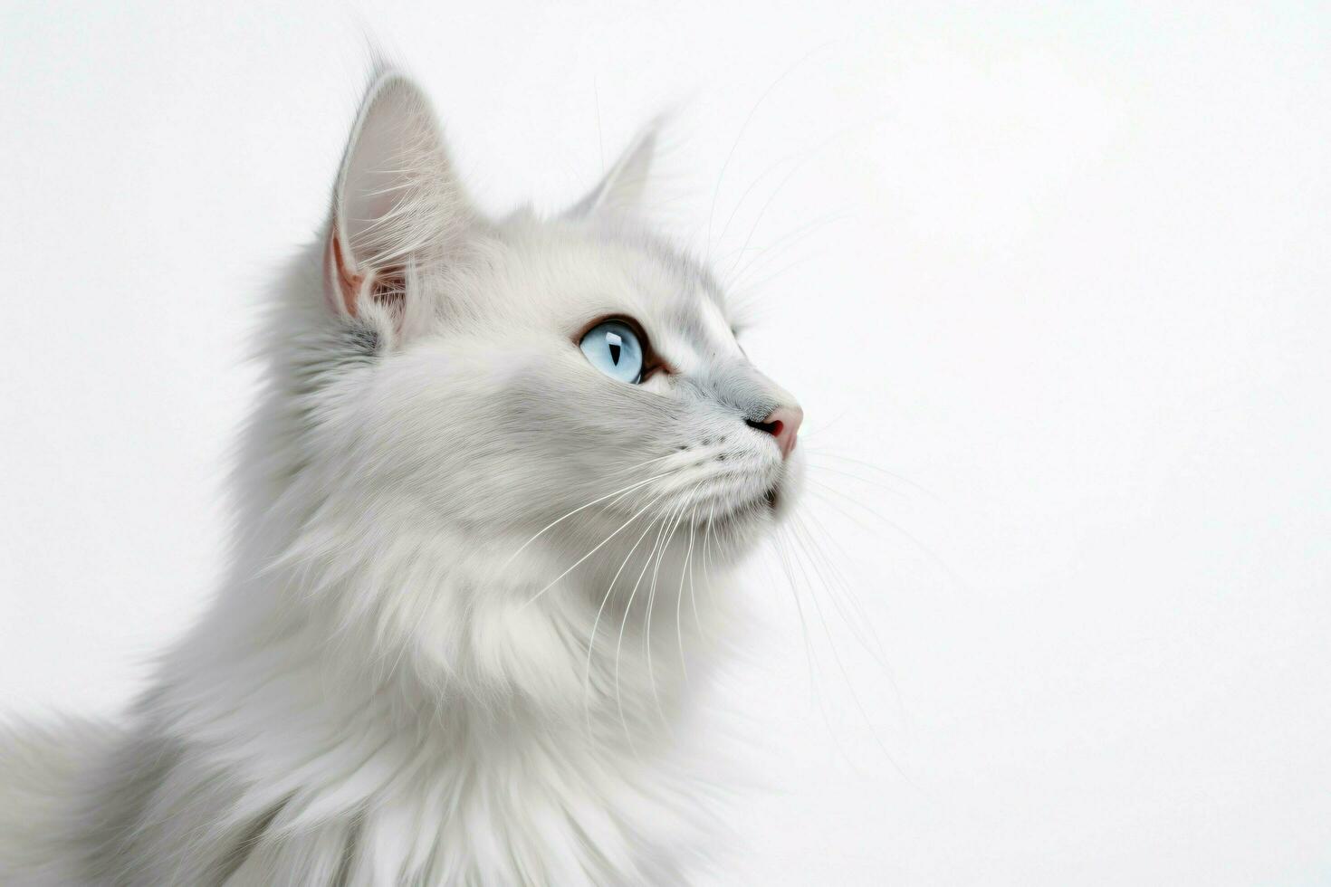 Foto av en katt på en enkel vit bakgrund. ai genererad