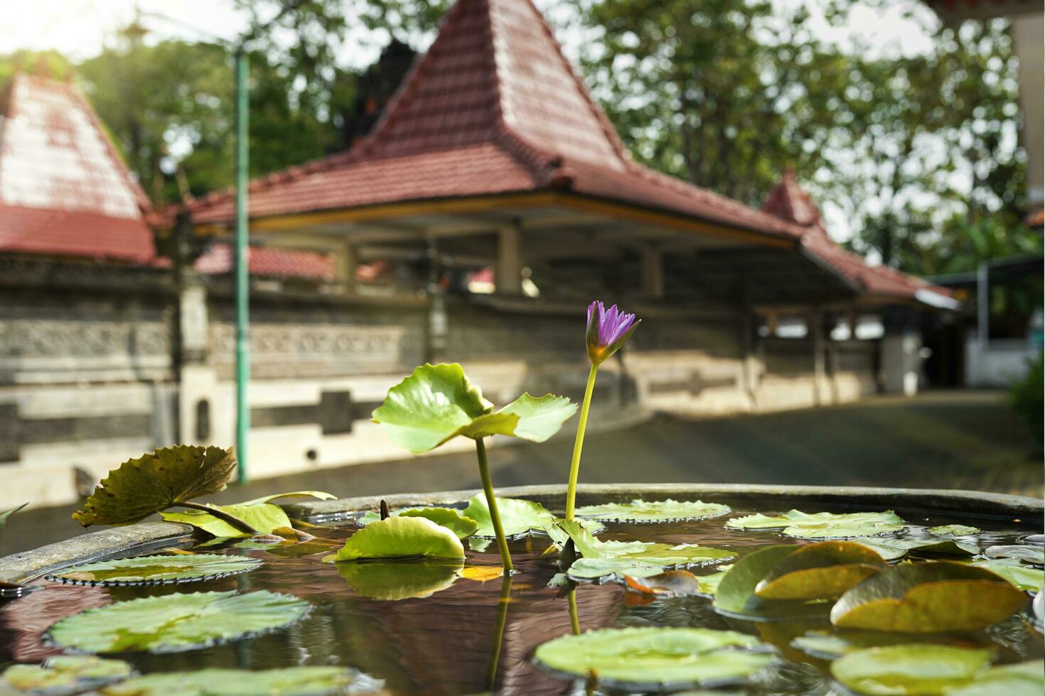 lotus blomma i pott i de Sol i de morgon- med tempel bakgrund foto