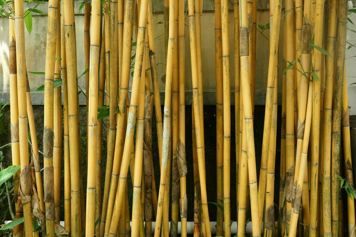 gul bambu stjälkar i de gård foto