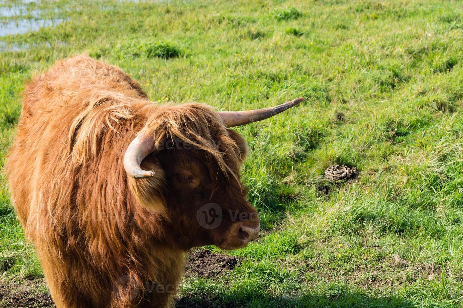 ko med horn foto