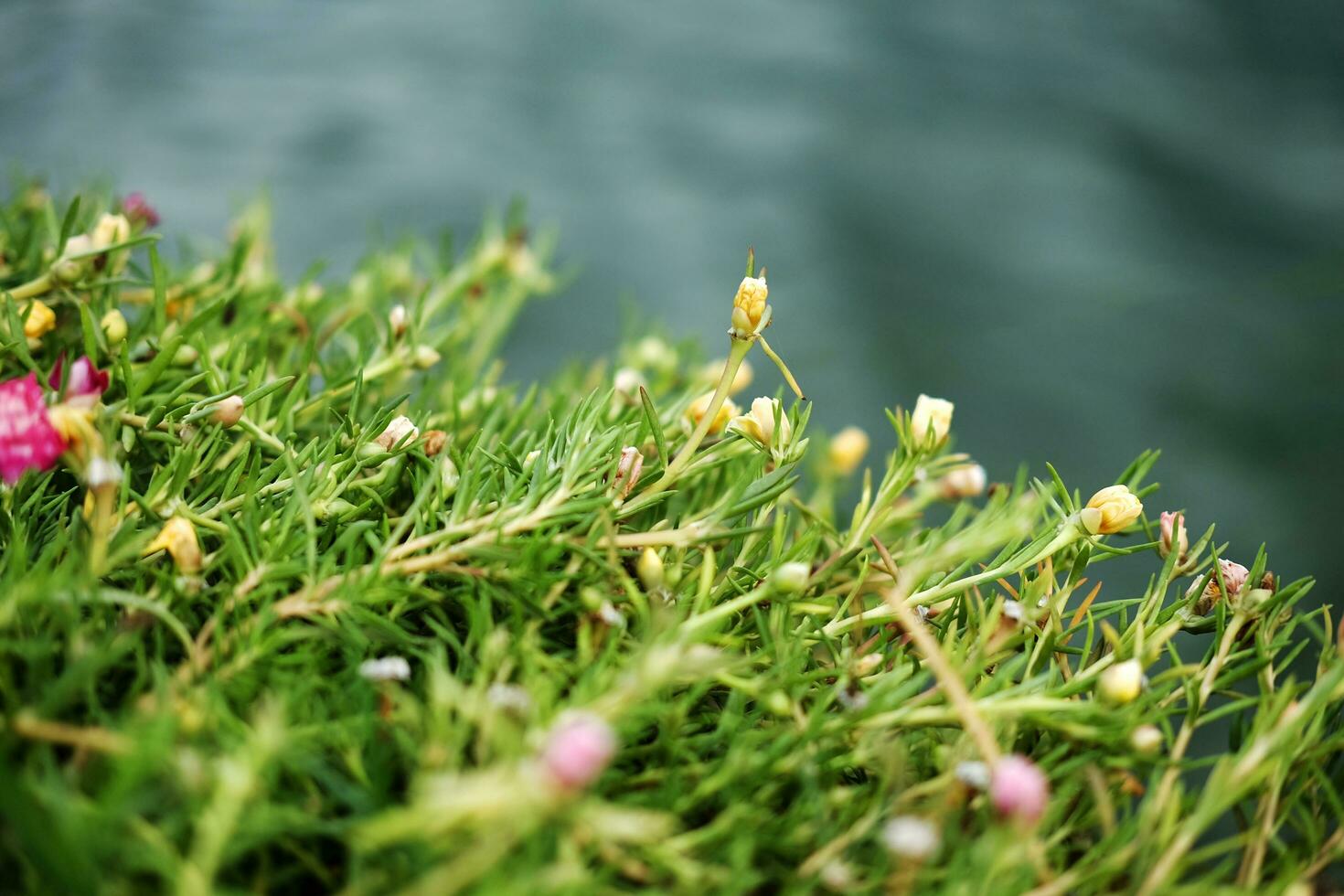 blomning rosa allmänning portlak, Verdolaga, svinamarant, liten Hogweed eller pusley blommor nära de flod med naturlig solljus foto