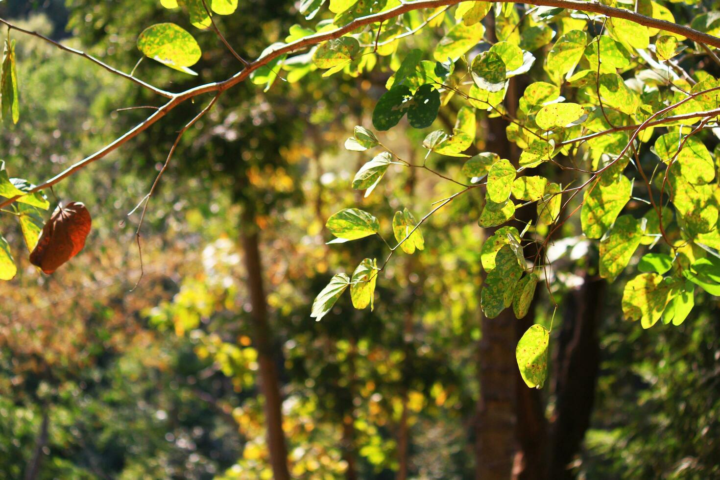 skön ljus grön löv gren i tropisk skog foto