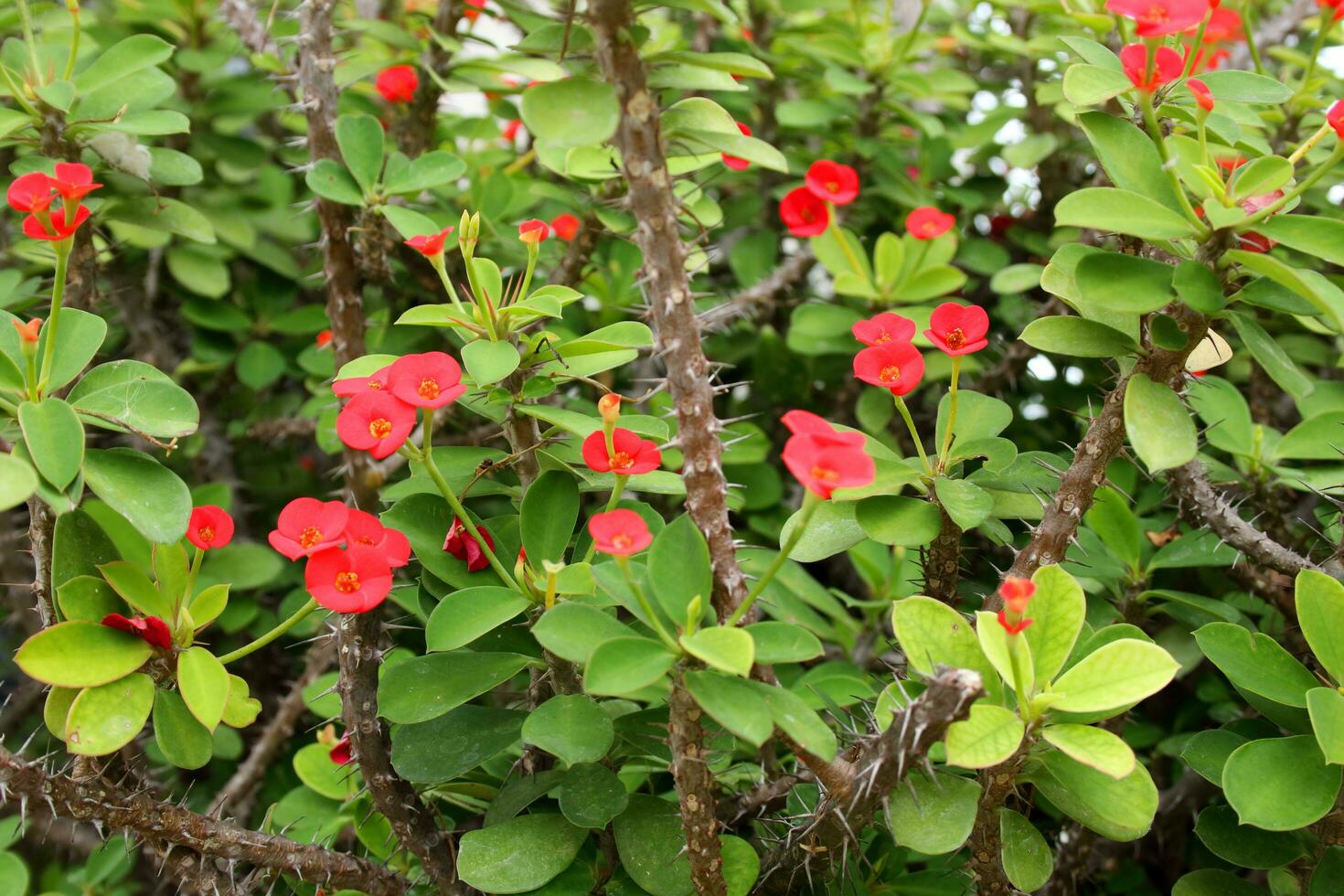 ljus röd blommor runda form av krona av tagg eller christ tagg blomning på topp av gren och grön löv, tagg på stam. foto