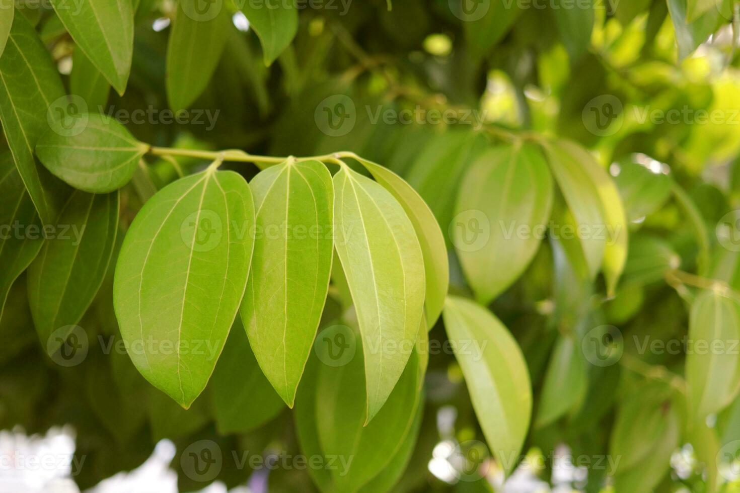 ung kanel löv på gren, thailand. foto