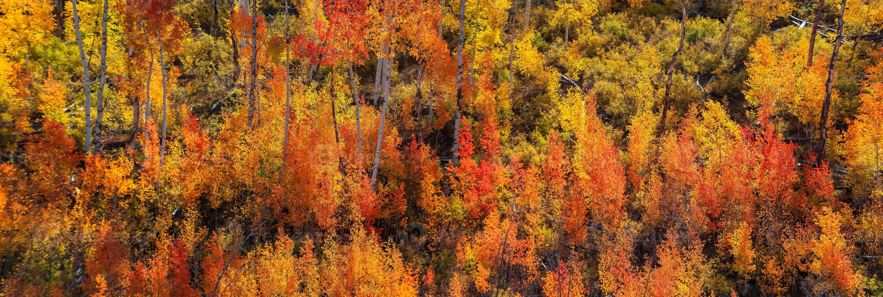 panoramautsikt över färgglada asp- och bomullsträd i Colorado foto