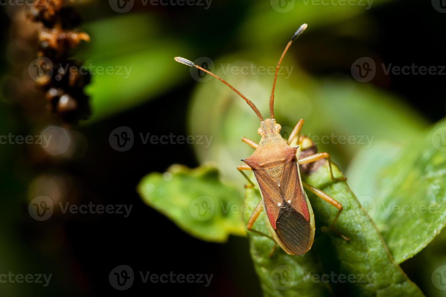 cletus trigonus hemiptera på ett grönt blad foto