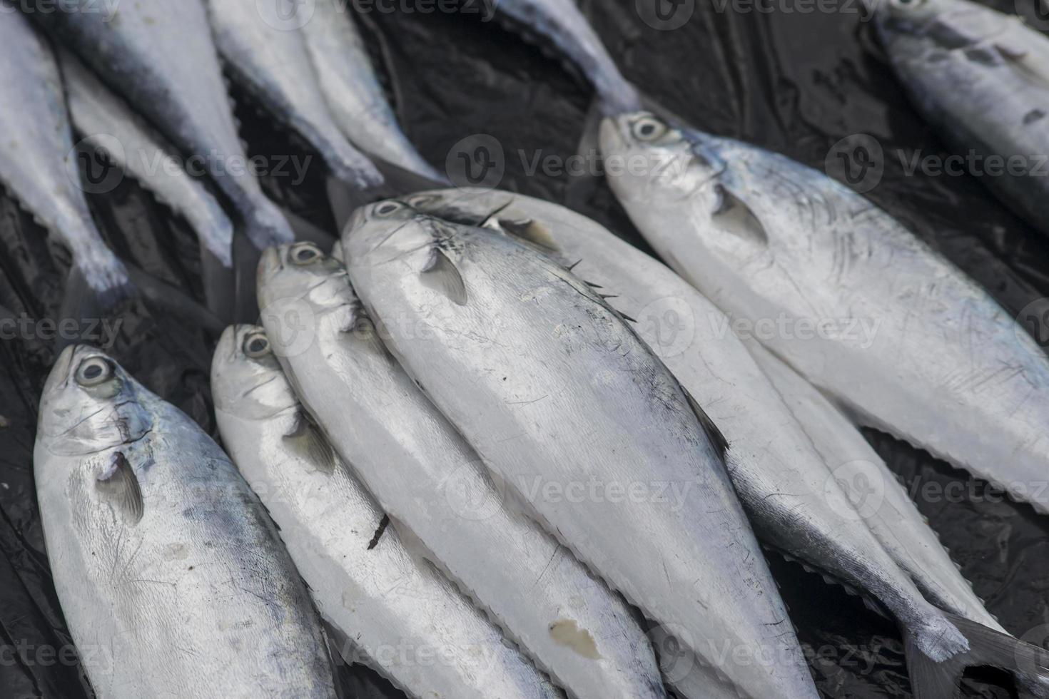 de olika skaldjur som säljs på fiskmarknaden foto