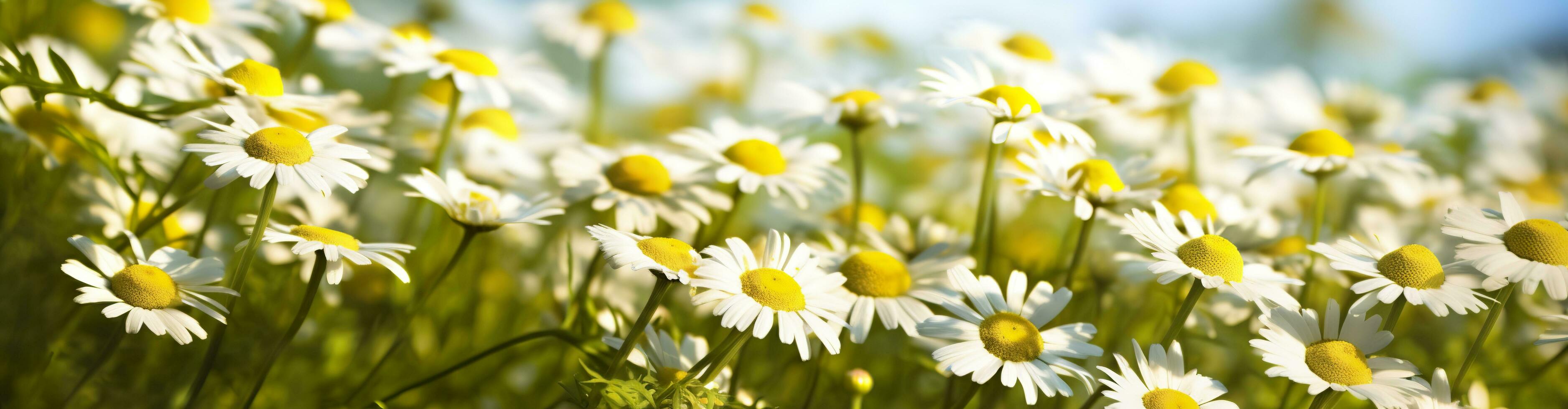 kamomill blomma för en baner. generativ ai foto