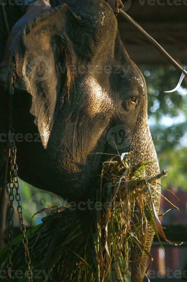 thai elefanter i fångenskap foto