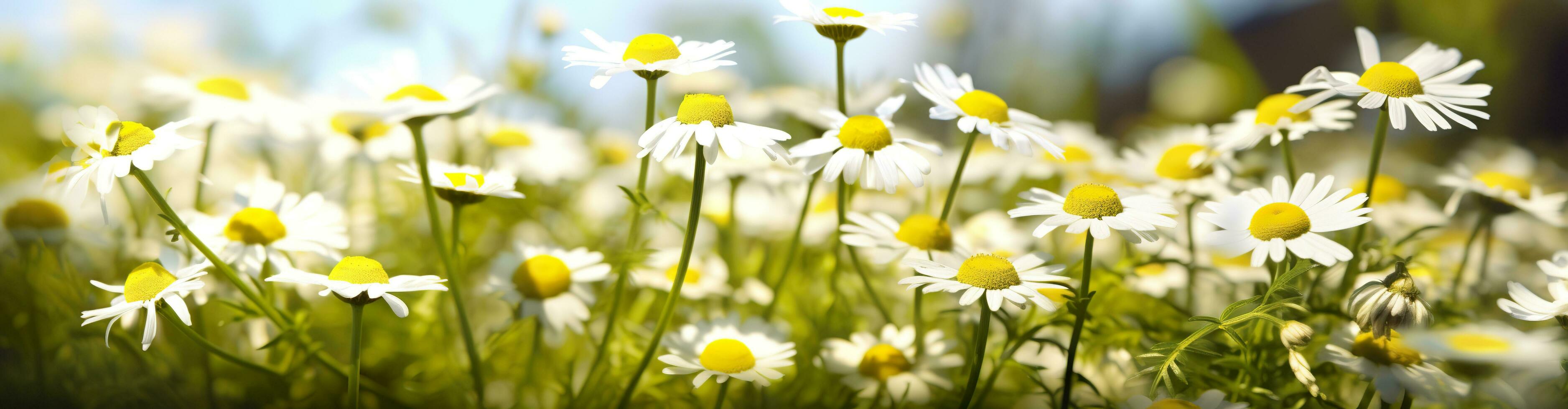 kamomill blomma för en baner. generativ ai foto