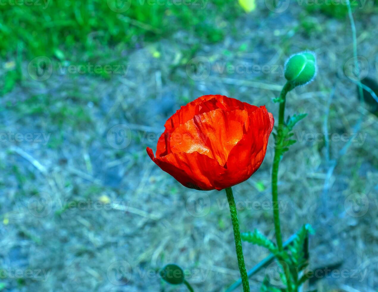 orientalisk vallmo blomma. papaver orientale är magnifik perenn växt i de trädgård foto