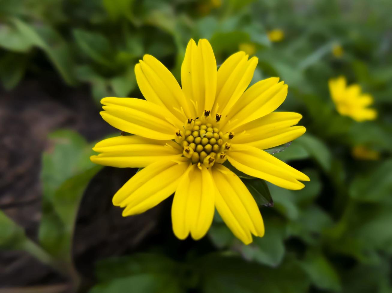 gul blomma med suddig bakgrund foto