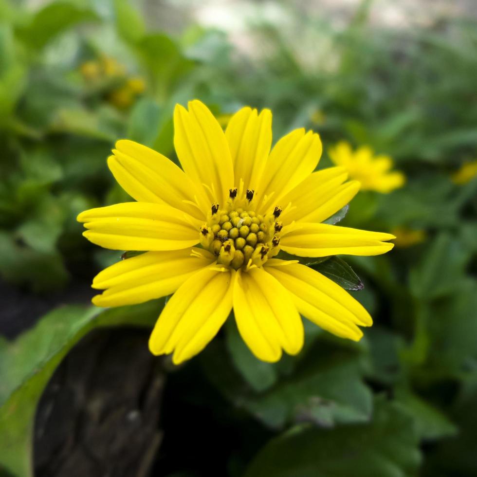 gul blomma med suddig bakgrund foto