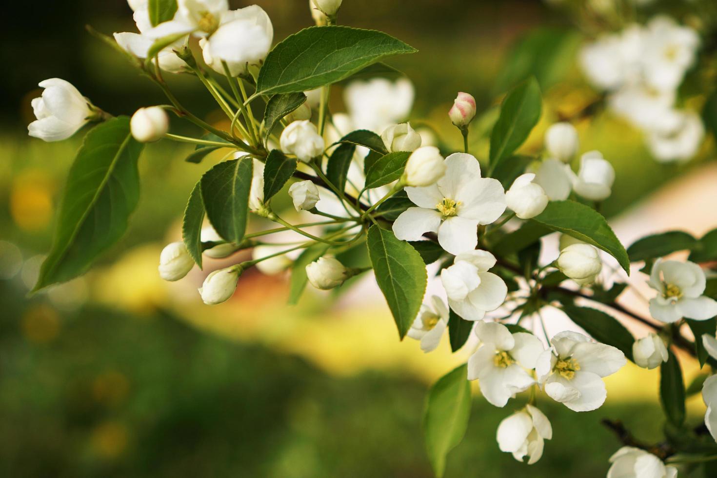 vackra blommor på äppelträdet i naturen foto