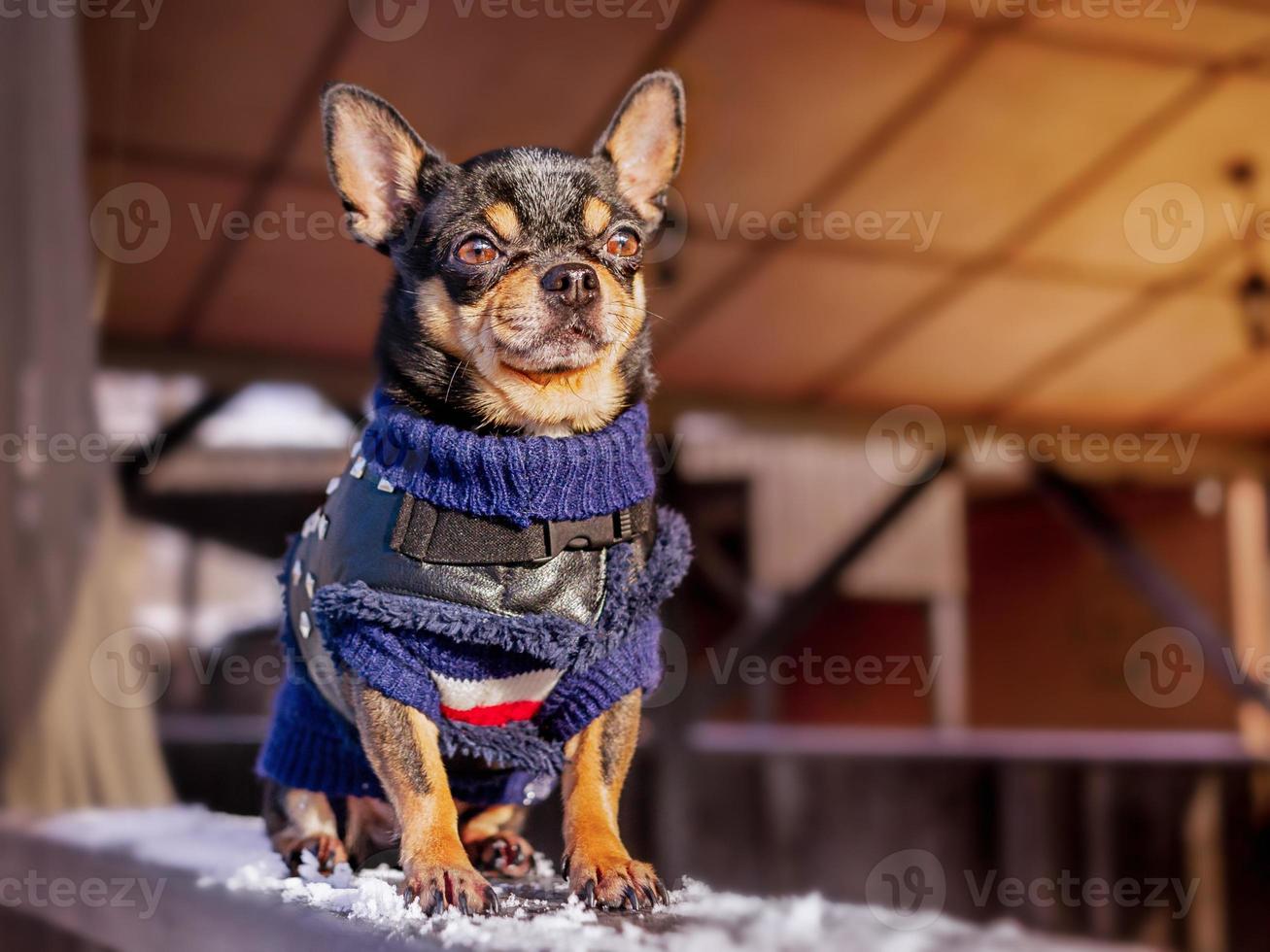 chihuahua i vinterkläder. hund på promenad på vintern. foto