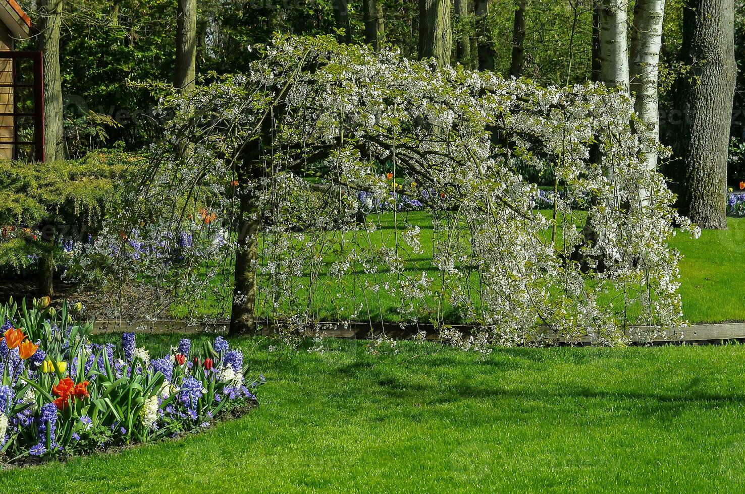 detalj av de keukenhof botanisk trädgård, belägen i de Nederländerna, de största blomma trädgård i de värld foto