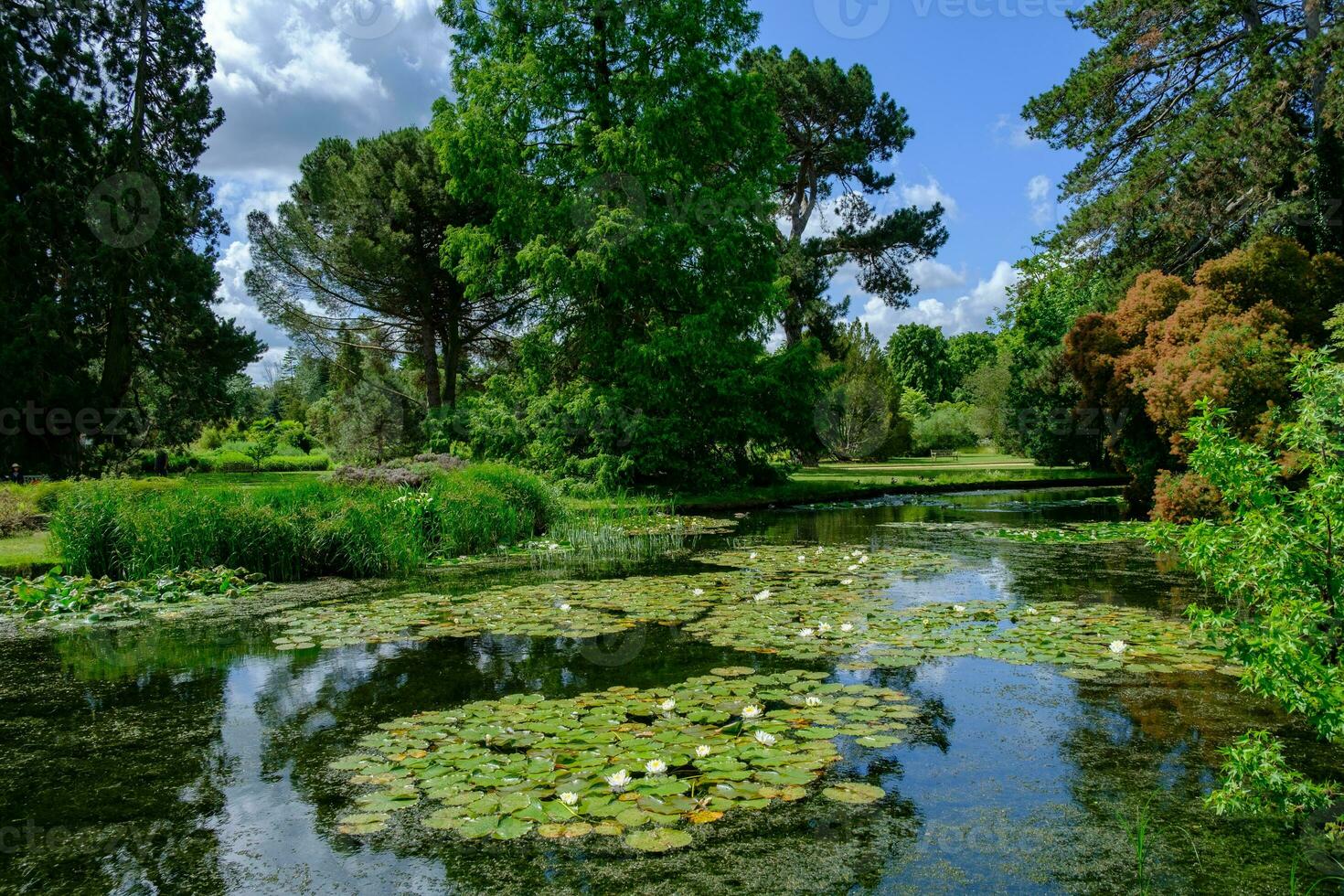 skön damm i cambridge universitet botaniska trädgård. Cambridge, England foto