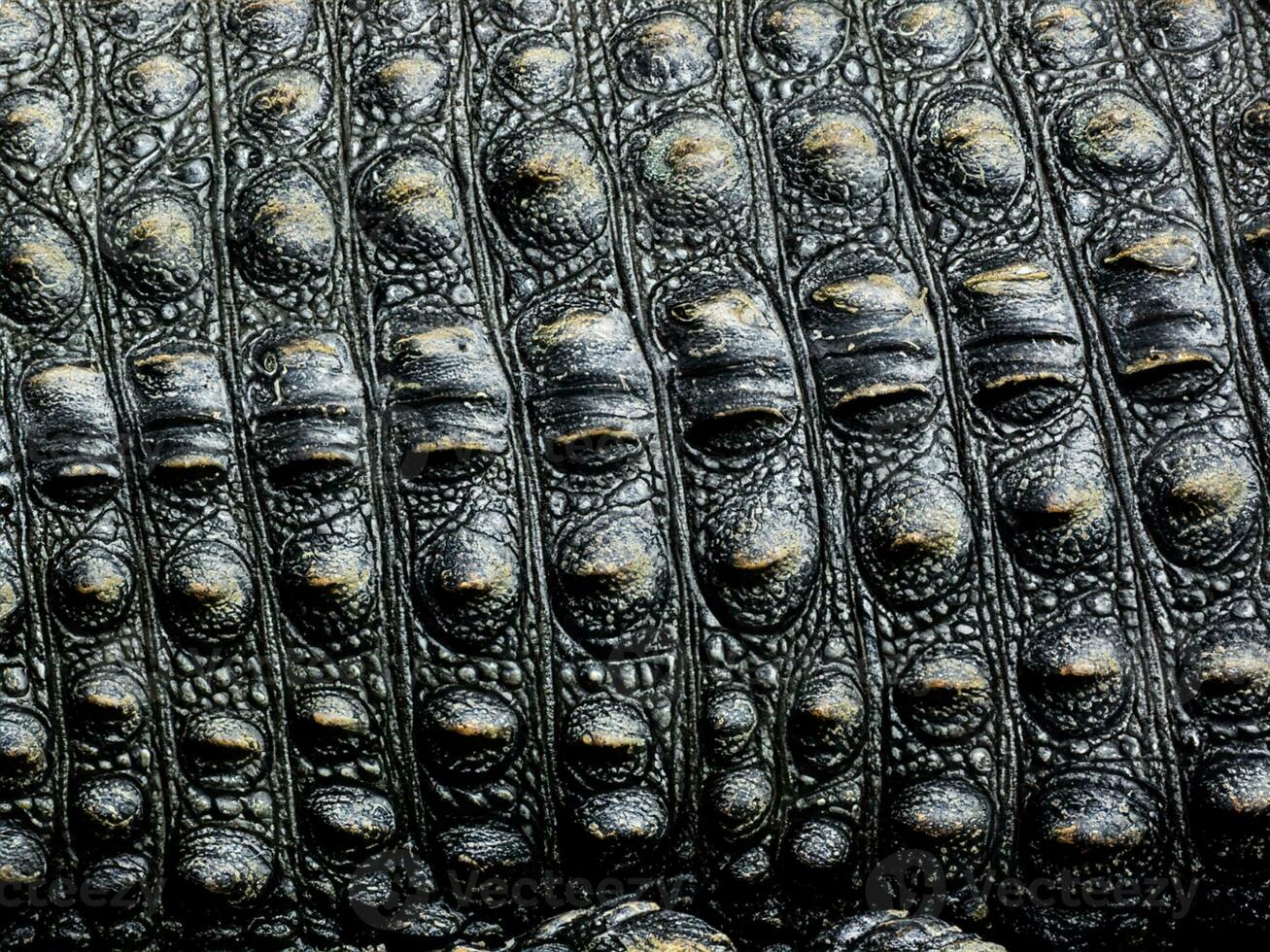 svart hud textur av krokodil hud bakgrund. foto