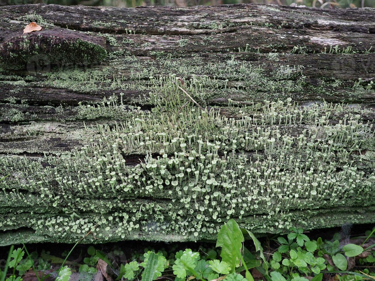 pixie kopp lav scient. namn cladonia asahinae foto