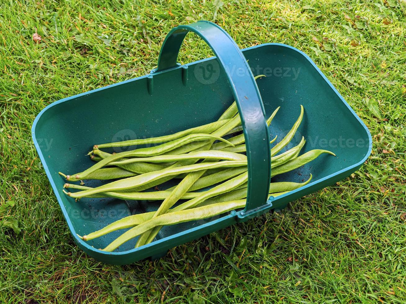 löparbönor i en plastträdgård på en gräsmatta foto