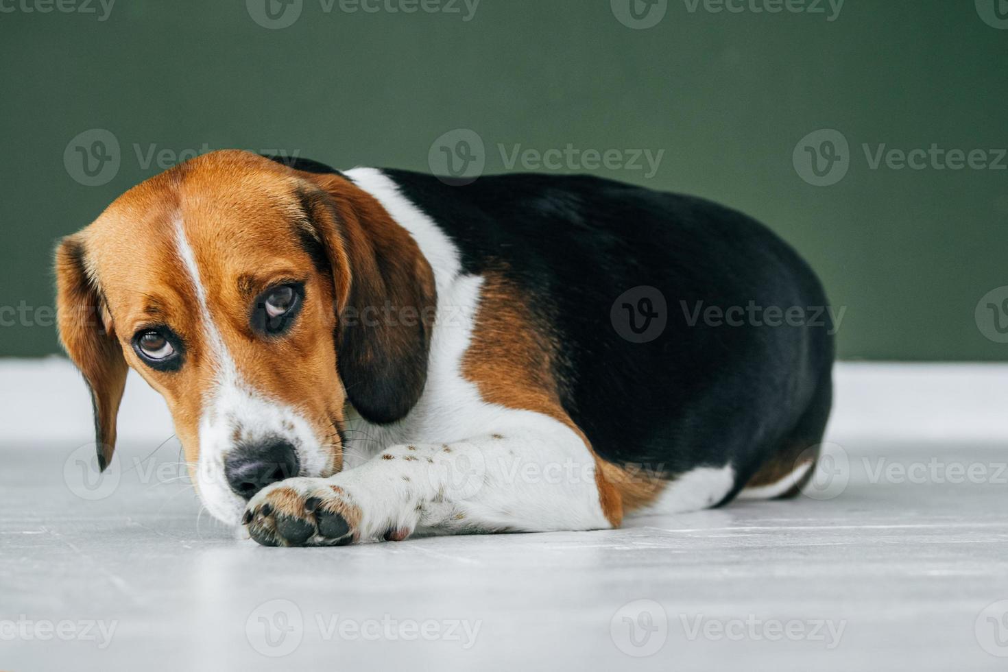 beagle hund med en gul krage sitter på ett vitt trägolv foto