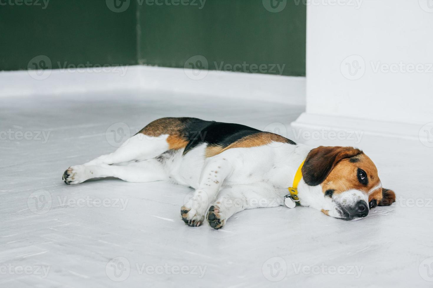 beagle hund med en gul krage som sover på ett vitt trägolv foto