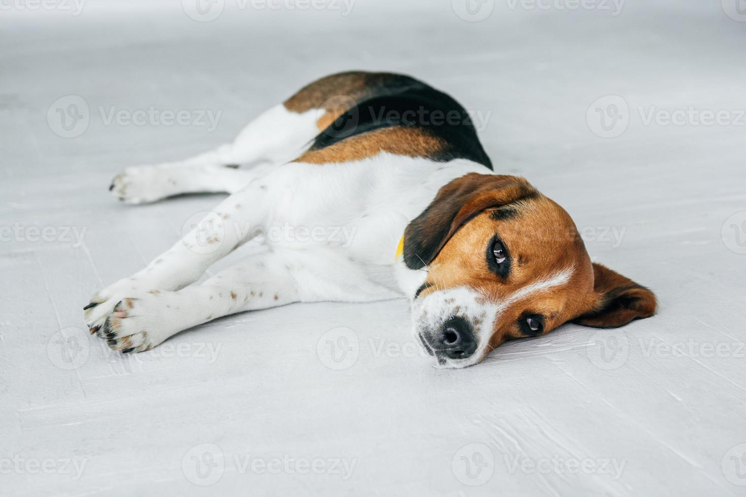 beagle hund med en gul krage som sover på ett vitt trägolv foto