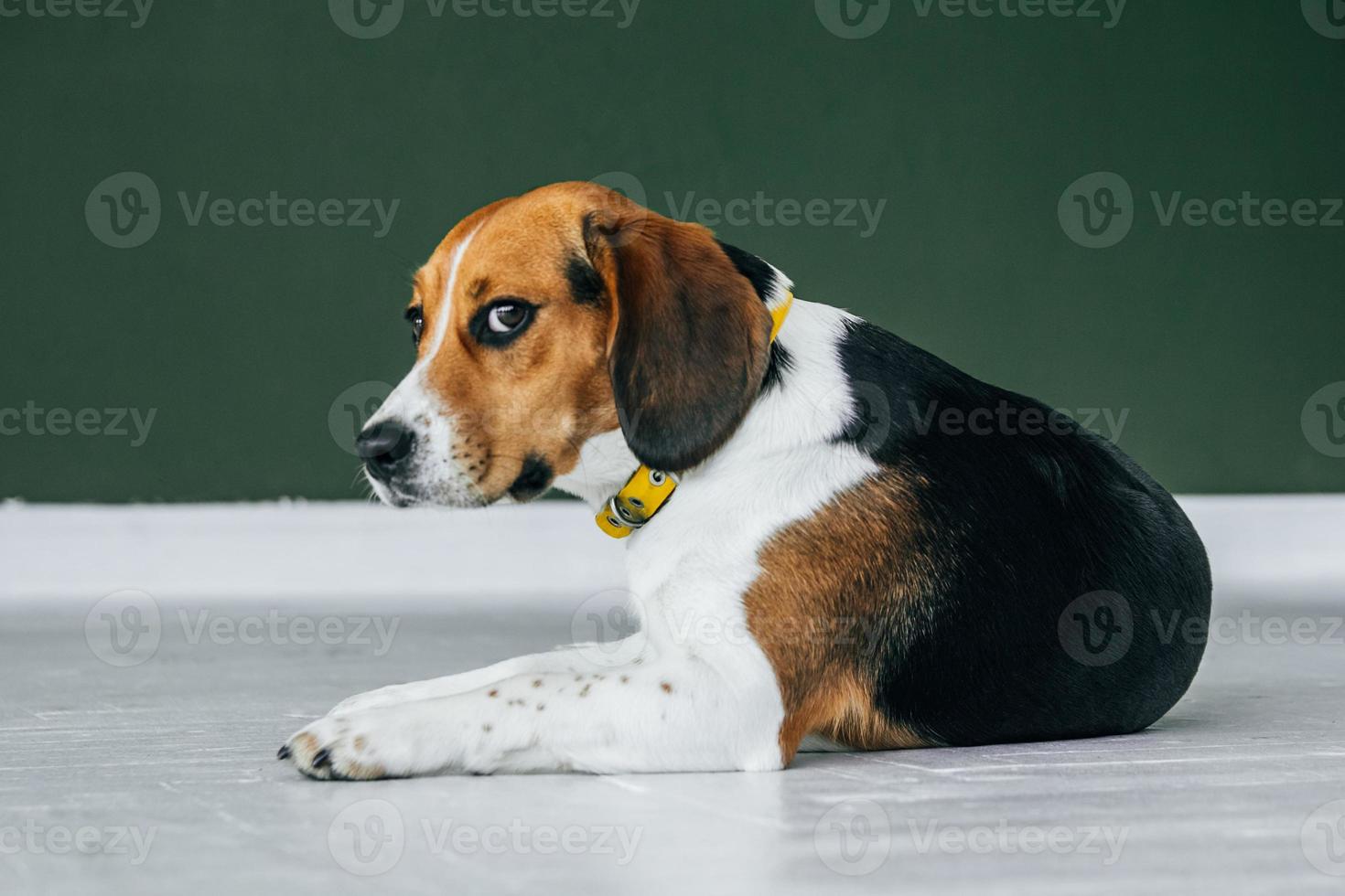 beagle hund med en gul krage sitter på ett vitt trägolv foto